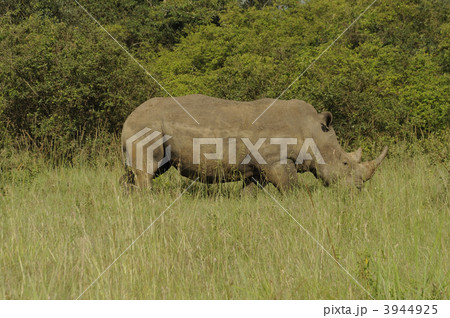 ケニア　ナイロビ国立公園 3944925