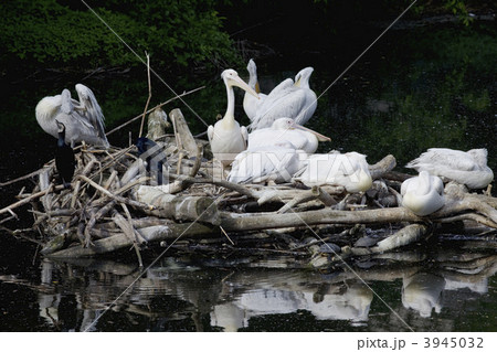 Pelican nest on lake 3945032