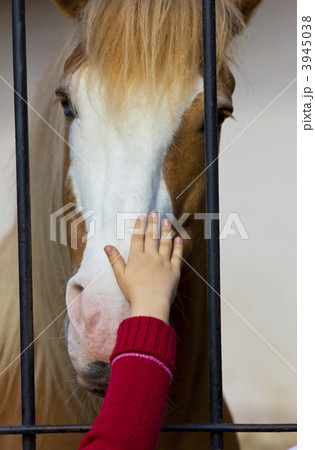 child hand stroke horse in captivity child hand stroke horse in captivity 3945038