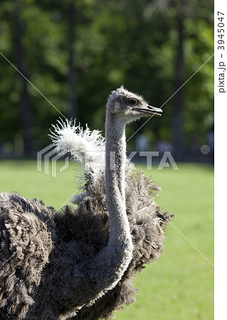 ostrich on green background ostrich on green background 3945047