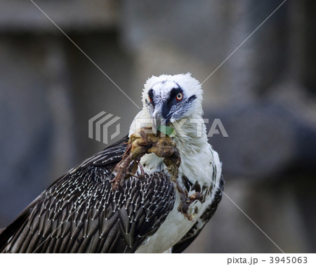 Bearded Vulture take a meat Bearded Vulture take a meat 3945063
