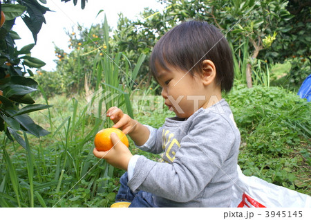 みかん狩り みかん狩り 3945145