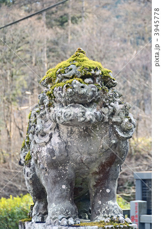 こま犬 3945778