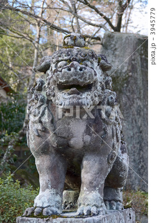 こま犬 3945779
