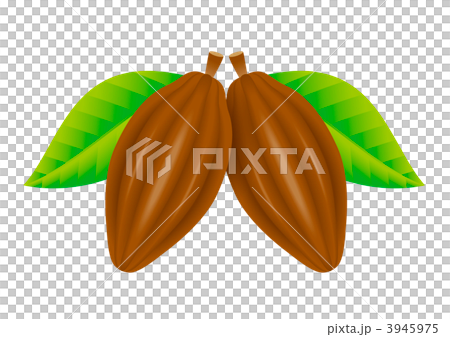 可可果的插圖 3945975