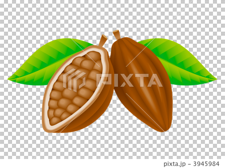 Illustration of cacao fruit 3945984