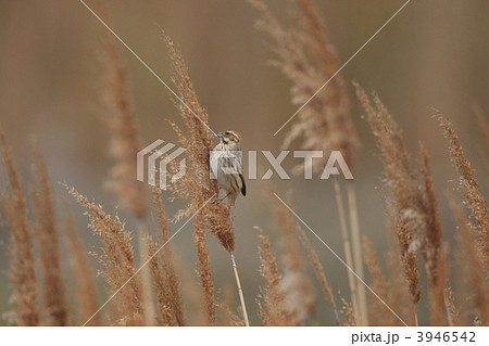 オオジュリン 3946542