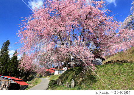 番所の桜 3946604