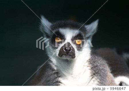 ワオキツネザル 3946647