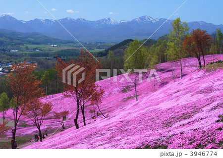滝上公園の芝桜（横） 3946774