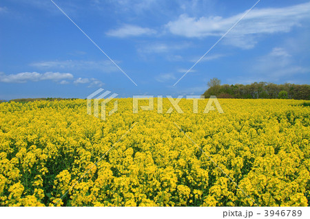 滝川市 春の菜の花畑の写真素材