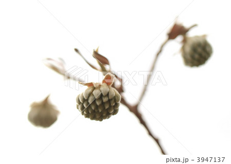 ミツマタの蕾 ミツマタの蕾 3947137