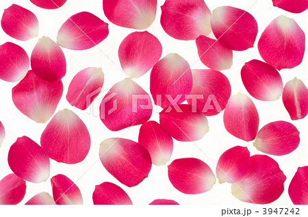 ピンクのバラの花びら ピンクのバラの花びら 3947242