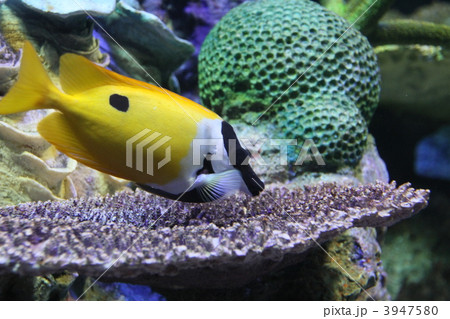 ヒフキアイゴ 3947580