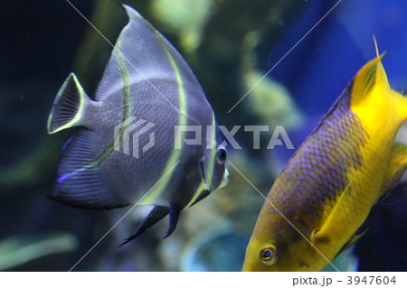 フレンチエンゼルフィッシュ＆スパニッシュホグフィッシュ 3947604