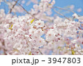 八重桜 3947803