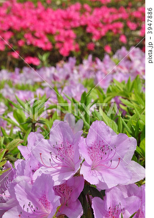 キシツツジ 3947886