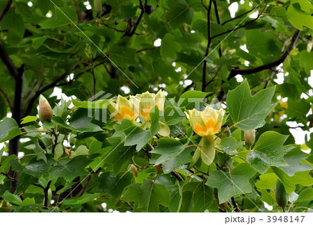 百合の木の花 3948147