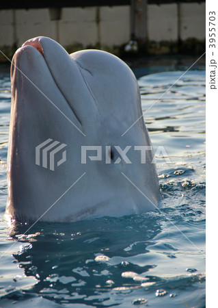 海の動物 白イルカ イルカの写真素材