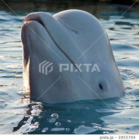 海の動物 白イルカ イルカの写真素材