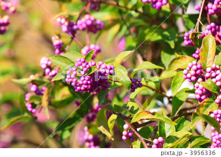 ムラサキシキブの実 3956336