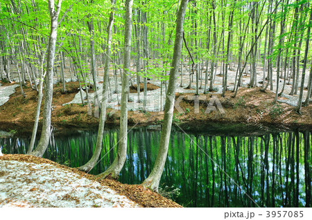 春の美人林 3957085