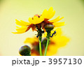 コスモスと蟻 3957130