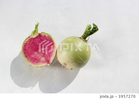 紅芯大根 3957270