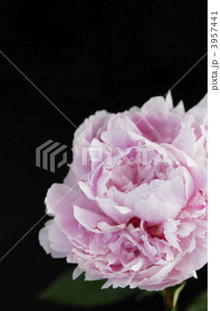 シャクヤク サラベルのアップイメージ2の写真素材