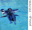 ペンギン 3957696