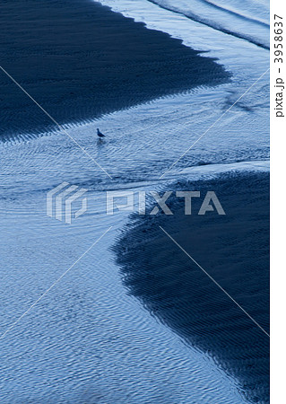 夜明けの干潟新舞子浜 夜明けの干潟新舞子浜 3958637