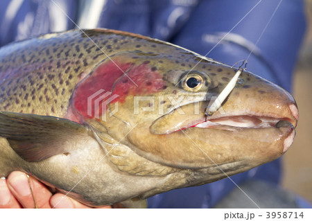 ルアーで釣り上げたニジマス ルアーで釣り上げたニジマス 3958714