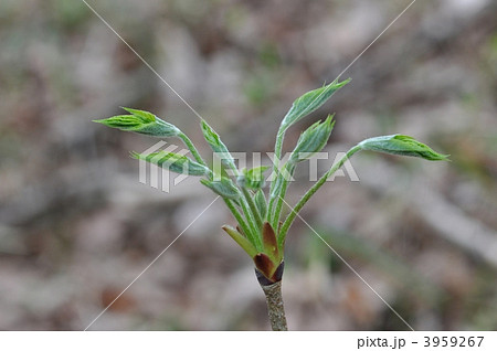 ハリギリ 3959267