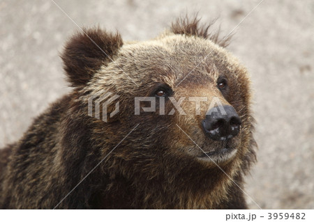 熊のアップ 3959482