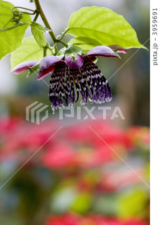 トケイソウ 3959691