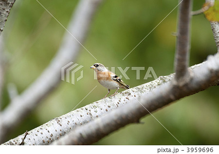 アトリ アトリ 3959696