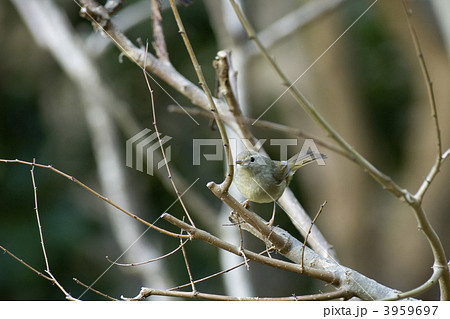 ウグイス 3959697