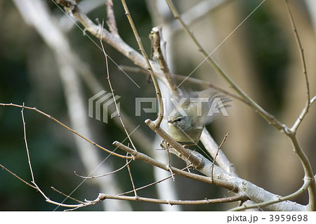 ウグイス ウグイス 3959698