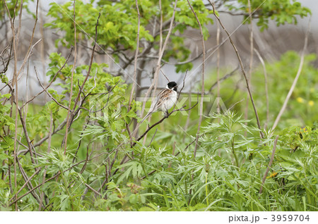 オオジュリン オオジュリン 3959704