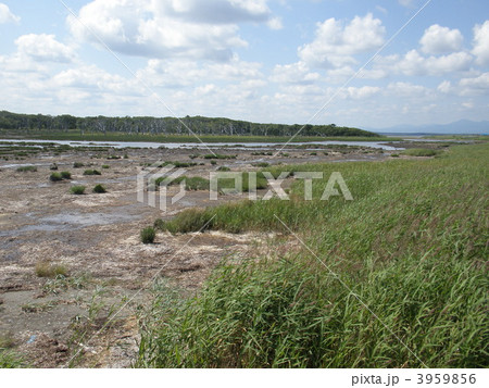 野付半島・ナラワラ 3959856