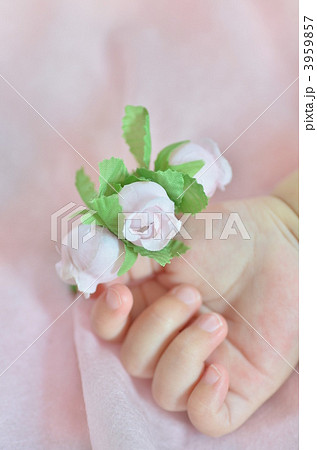 造花を持つ赤ちゃん 3959857