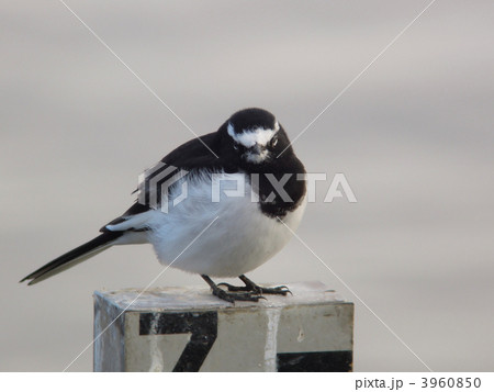 セグロセキレイ 3960850