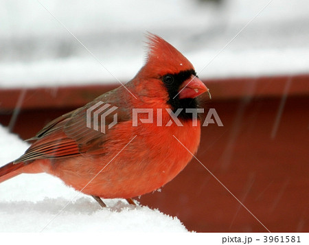 カーディナル 3961581