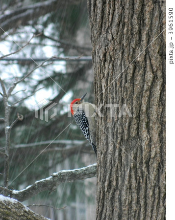 シマセゲラ　- キツツキ 3961590