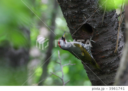 アオゲラ アオゲラ 3961741