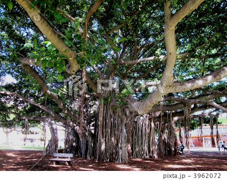 バンヤンツリー 3962072