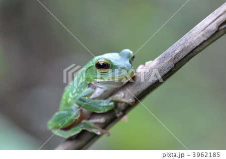 シュレーゲルアオガエル 3962185