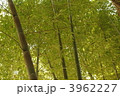 竹林 3962227