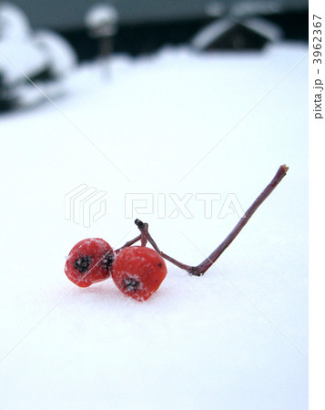 鳥の落し物（縦） 3962367