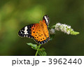 ツマグロヒョウモン 3962440